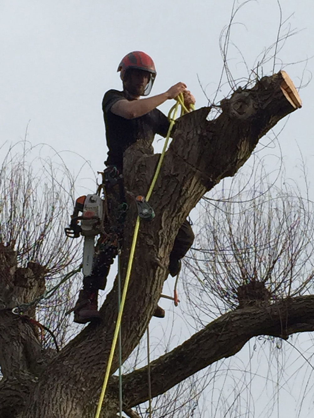 Professional Tree Surgeon Dorking