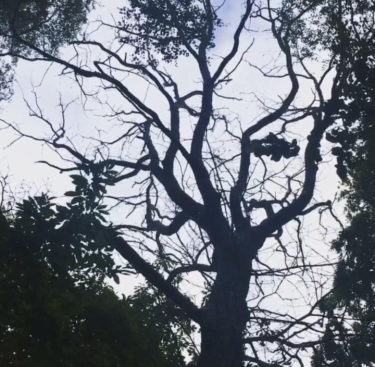 Tree Surgeon Reigate