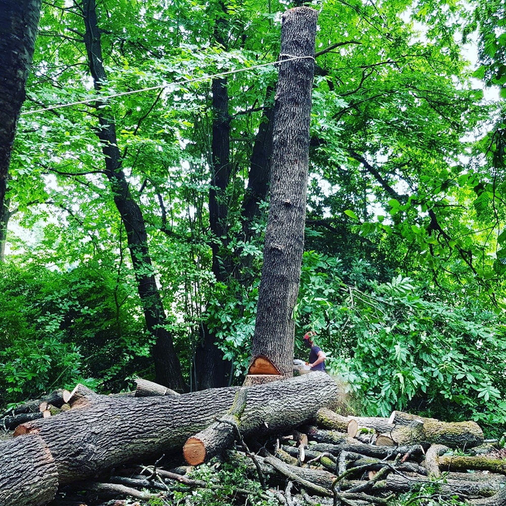 Tree Surgeon Dorking