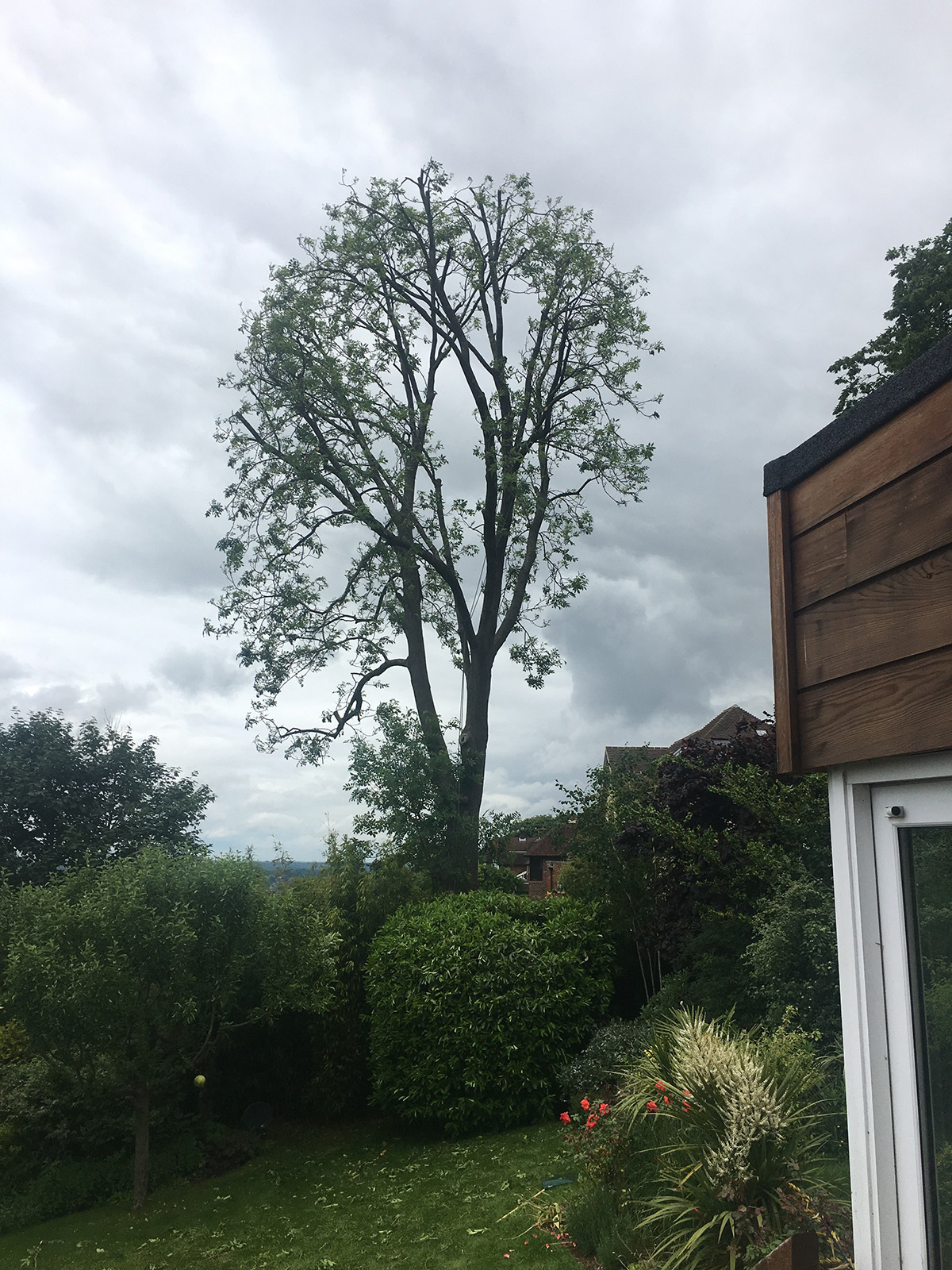 Surrey Tree Services