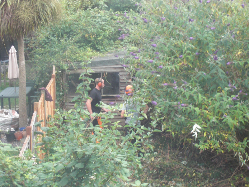 Tree Surgery Service Reigate