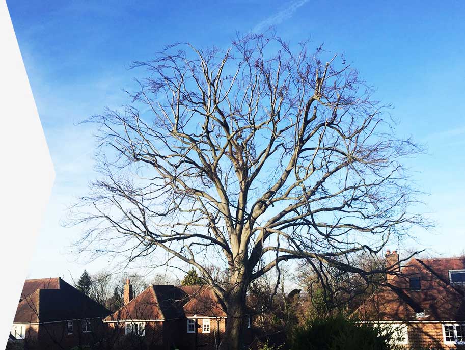 Professional Tree Surgery Company Redhill