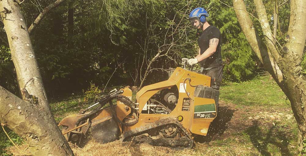 Tree Stump Grinding Surrey