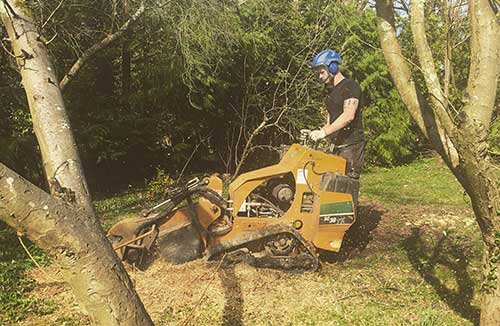 Tree Surgeon Surrey