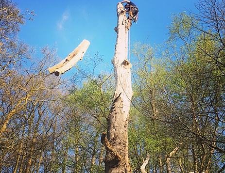 Professional Arborist Surrey