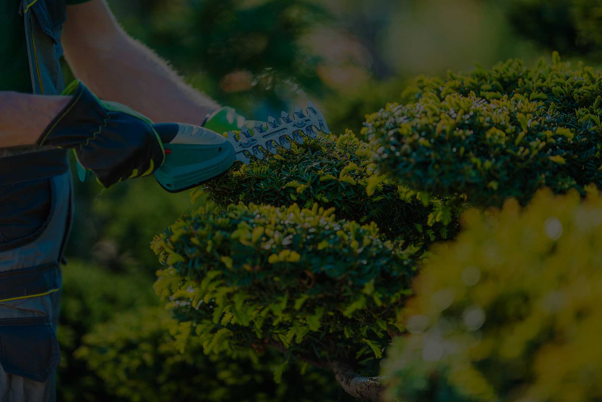 Hedge Trimming and Cutting Surrey