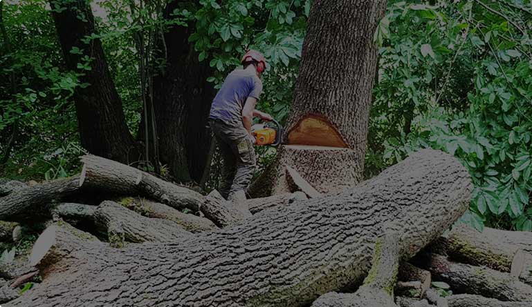 Tree Surgery Reigate