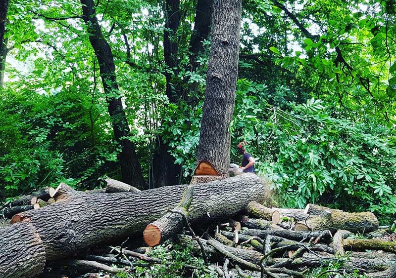 Tree Surgeon Near Reigate