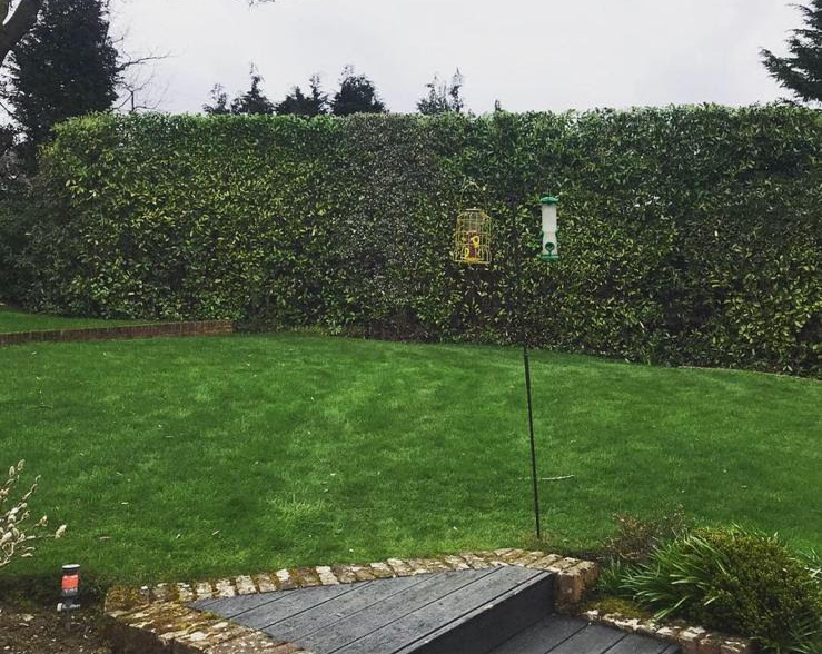 Before Hedge Trimming Surrey