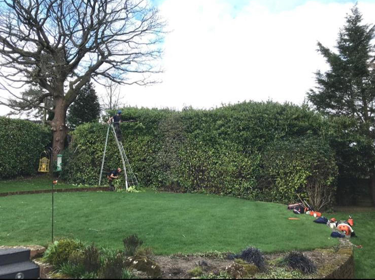 Hedge Trimming services in Surrey