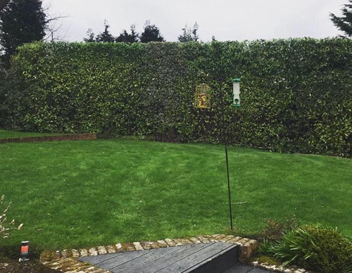 Hedge Trimming Surrey