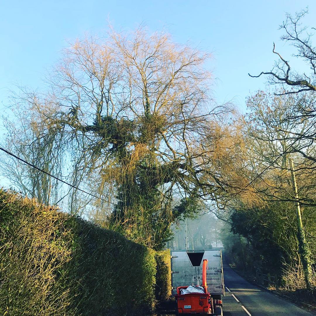 Tree Removals Surrey