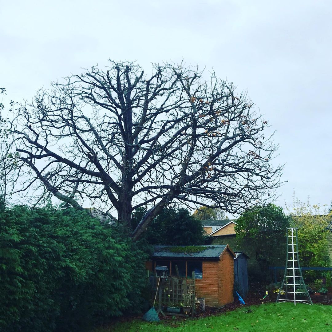 Tree Removals Service Surrey