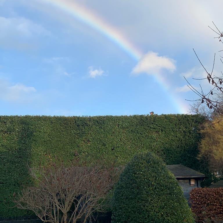 tree hedges cutting and trimming