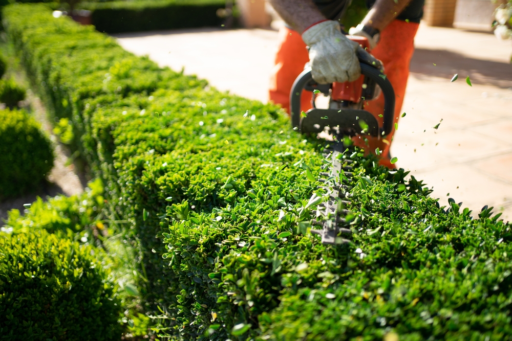 home garden with hands cutting a hedge