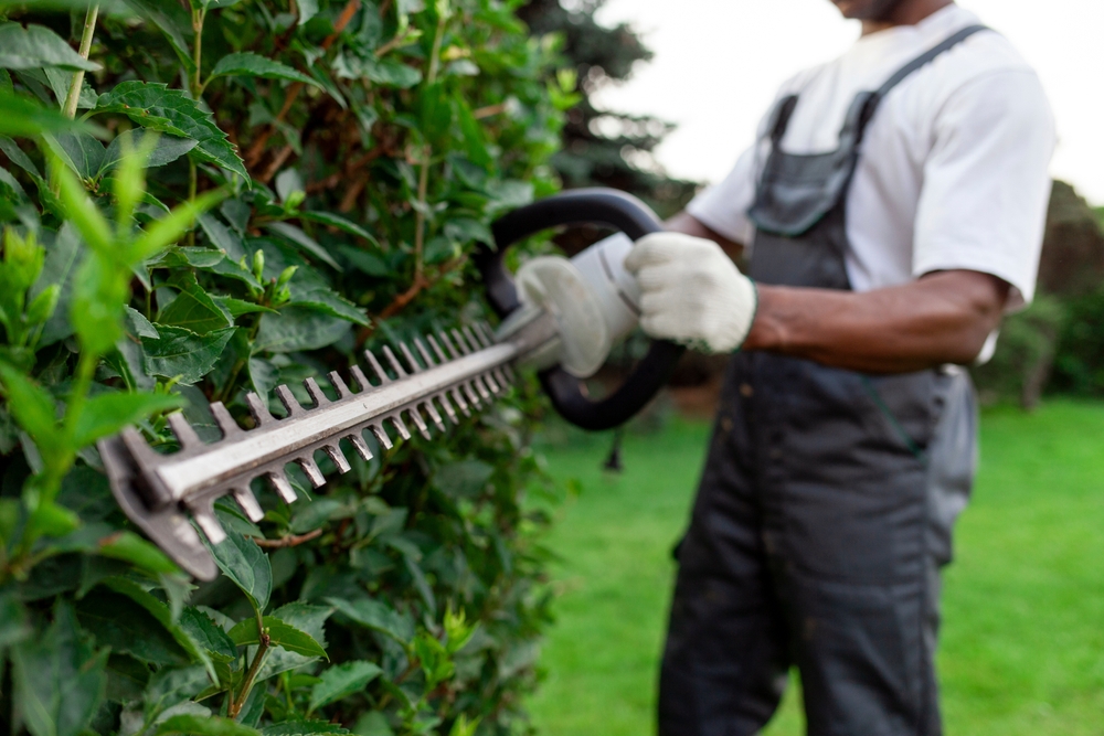 Professional hedge cutting Redhill with electric trimmer by Arboright tree surgeon in spring garden