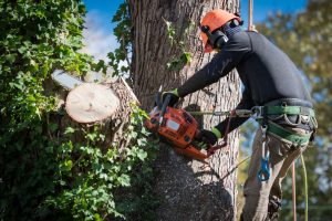 Tree Removal Laws UK 2025 in action as arborist removes tree with chainsaw in compliance with legal permissions