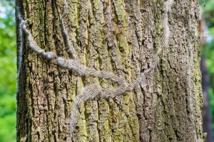 Oak,Processionary,Moth,Attacks,Oak,Trees,In,Summer
