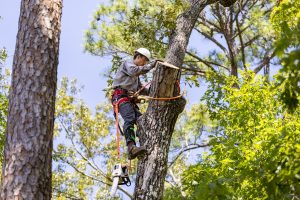 Professional tree surgeon using safety gear and a chainsaw to remove a tree branch during a controlled tree removal.