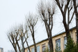 Crown reduced trees alongside a building in Surrey